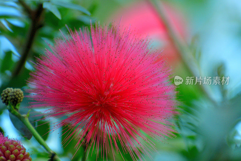 钱婆/红色粉扑&‘白花Albiflora’